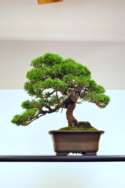 shohin juniperus chinensis bonsai fa a bonsai es suiseki mustra kiallitasan